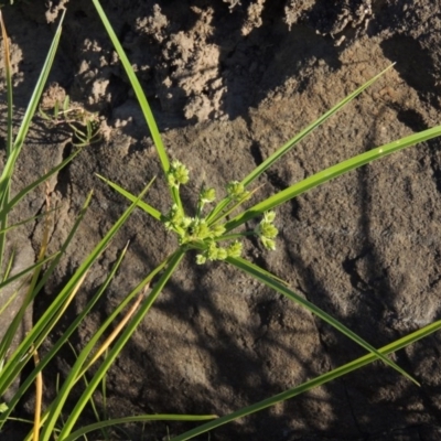 Cyperus eragrostis (Umbrella Sedge) at Pine Island to Point Hut - 2 Nov 2014 by michaelb