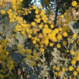 Acacia baileyana at Chisholm, ACT - 4 Aug 2014