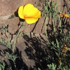 Eschscholzia californica (California Poppy) at Pine Island to Point Hut - 5 Nov 2014 by michaelb