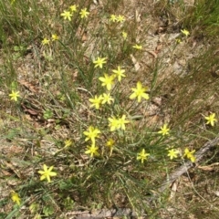 Tricoryne elatior (Yellow Rush Lily) at Mount Ainslie to Black Mountain - 16 Dec 2014 by TimYiu