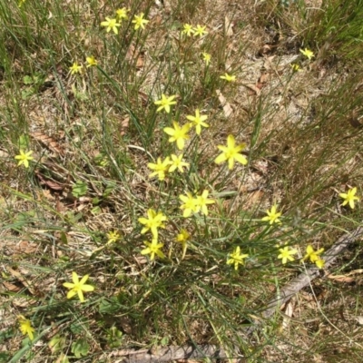 Tricoryne elatior (Yellow Rush Lily) at Acton, ACT - 16 Dec 2014 by TimYiu