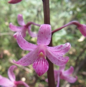 Dipodium roseum at Cotter River, ACT - suppressed