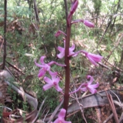 Dipodium roseum at Cotter River, ACT - suppressed