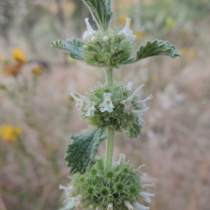 Marrubium vulgare at Paddys River, ACT - 22 Nov 2014