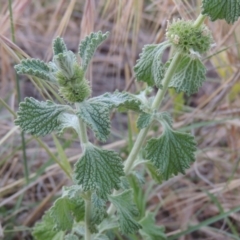 Marrubium vulgare at Paddys River, ACT - 22 Nov 2014