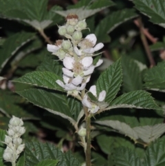 Rubus anglocandicans (Blackberry) at Paddys River, ACT - 22 Nov 2014 by MichaelBedingfield