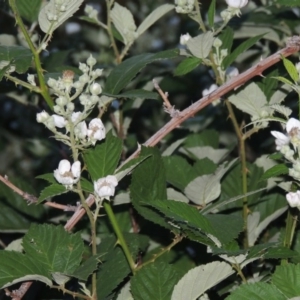 Rubus anglocandicans at Paddys River, ACT - 22 Nov 2014