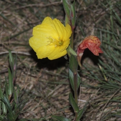 Oenothera stricta subsp. stricta (Common Evening Primrose) at Point Hut to Tharwa - 22 Nov 2014 by MichaelBedingfield