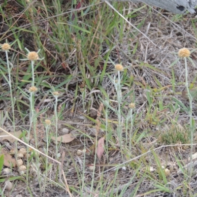 Euchiton sphaericus (star cudweed) at Tennent, ACT - 23 Nov 2014 by MichaelBedingfield