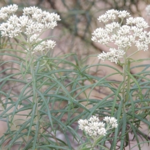 Cassinia longifolia at Tennent, ACT - 23 Nov 2014