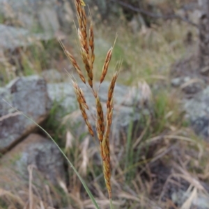 Sorghum leiocladum at Tennent, ACT - 23 Nov 2014