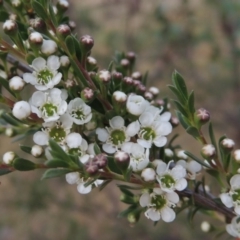 Kunzea ericoides (Burgan) at Tennent, ACT - 23 Nov 2014 by MichaelBedingfield