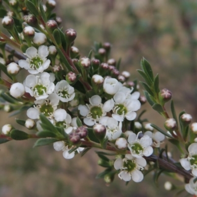 Kunzea ericoides (Burgan) at Tennent, ACT - 23 Nov 2014 by MichaelBedingfield