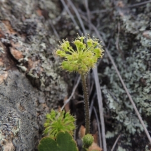 Hydrocotyle laxiflora at Tennent, ACT - 23 Nov 2014