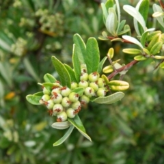 Pyracantha angustifolia (Firethorn, Orange Firethorn) at Fadden, ACT - 4 Jan 2015 by RyuCallaway