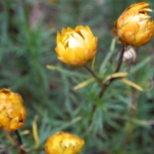 Xerochrysum viscosum at Fadden, ACT - 4 Jan 2015