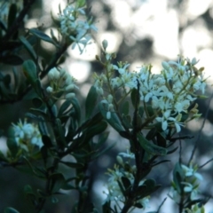 Bursaria spinosa subsp. lasiophylla (Australian Blackthorn) at Wanniassa Hill - 4 Jan 2015 by RyuCallaway