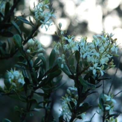 Bursaria spinosa subsp. lasiophylla (Australian Blackthorn) at Fadden, ACT - 5 Jan 2015 by ArcherCallaway