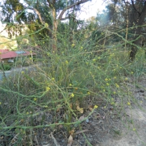 Hirschfeldia incana at Fadden, ACT - 5 Jan 2015