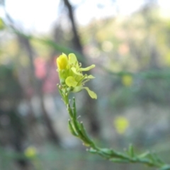 Hirschfeldia incana at Fadden, ACT - 5 Jan 2015