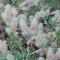 Trifolium arvense var. arvense (Haresfoot Clover) at Fadden, ACT - 4 Jan 2015 by RyuCallaway