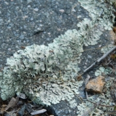Xanthoparmelia sp. (Rock-shield lichen (foliose lichen)) at Wanniassa Hill - 4 Jan 2015 by RyuCallaway