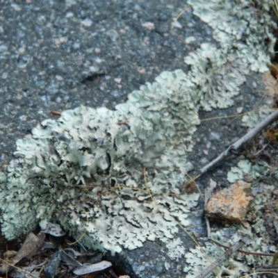 Xanthoparmelia sp. (Rock-shield lichen (foliose lichen)) at Fadden, ACT - 5 Jan 2015 by ArcherCallaway