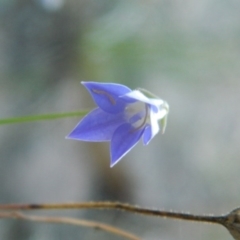 Wahlenbergia sp. (Bluebell) at Fadden, ACT - 4 Jan 2015 by RyuCallaway