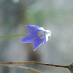 Wahlenbergia sp. at Fadden, ACT - 5 Jan 2015 07:35 AM