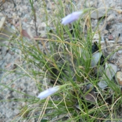 Wahlenbergia sp. at Fadden, ACT - 5 Jan 2015 07:35 AM