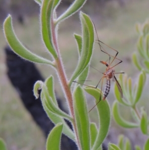 Persoonia rigida at Tennent, ACT - 23 Nov 2014 07:55 PM