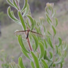 Persoonia rigida at Tennent, ACT - 23 Nov 2014 07:55 PM