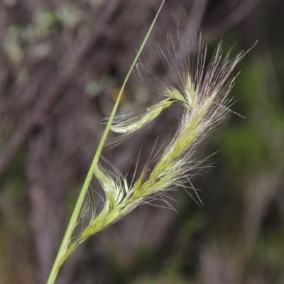 Dichelachne sp. (Plume Grasses) at Tennent, ACT - 23 Nov 2014 by MichaelBedingfield