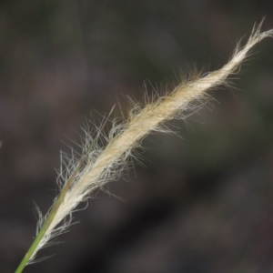 Dichelachne sp. at Tennent, ACT - 23 Nov 2014 08:13 PM