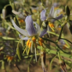 Dianella sp. aff. longifolia (Benambra) (Pale Flax Lily, Blue Flax Lily) at Tennent, ACT - 22 Nov 2014 by michaelb