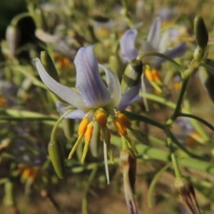 Dianella sp. aff. longifolia (Benambra) at Tennent, ACT - 23 Nov 2014 12:00 AM