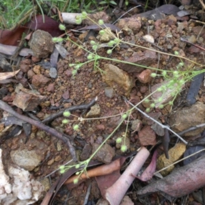 Daucus glochidiatus at Majura, ACT - 10 Jan 2015 08:49 AM