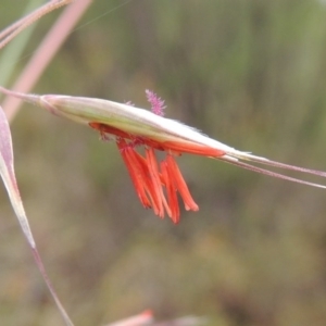 Rytidosperma pallidum at Theodore, ACT - 24 Nov 2014