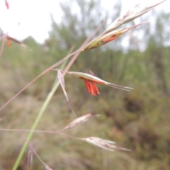 Rytidosperma pallidum at Theodore, ACT - 24 Nov 2014