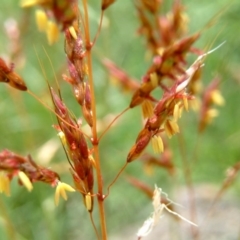 Sorghum leiocladum (Wild Sorghum) at Wanniassa, ACT - 30 Dec 2014 by julielindner