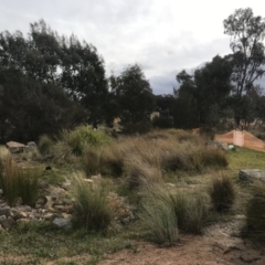 Eucalyptus nortonii at Theodore, ACT - 24 Nov 2014 07:14 PM