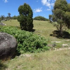 Reynoutria sachalinensis at Paddys River, ACT - 22 Nov 2013 11:15 AM
