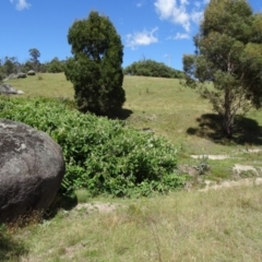 Reynoutria sachalinensis at Paddys River, ACT - 22 Nov 2013