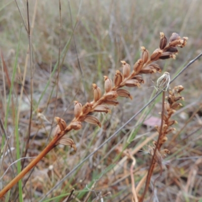 Microtis sp. (Onion Orchid) at Theodore, ACT - 24 Nov 2014 by MichaelBedingfield