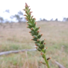 Microtis sp. (Onion Orchid) at Tuggeranong DC, ACT - 24 Nov 2014 by MichaelBedingfield