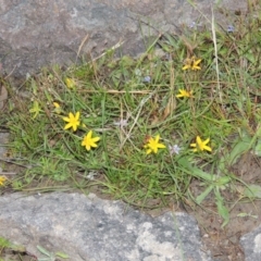 Hypoxis hygrometrica (Golden Weather-grass) at Tuggeranong DC, ACT - 24 Nov 2014 by MichaelBedingfield