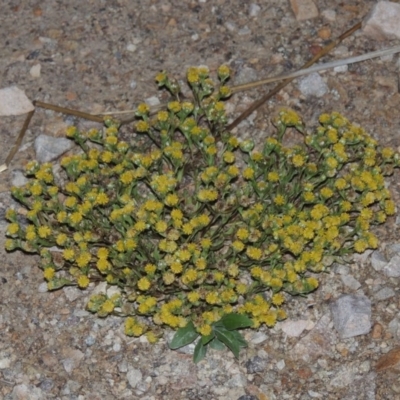Triptilodiscus pygmaeus (Annual Daisy) at Tuggeranong Hill - 24 Nov 2014 by MichaelBedingfield