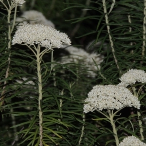 Cassinia longifolia at Theodore, ACT - 24 Nov 2014 08:29 PM