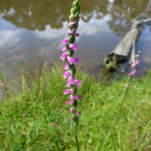 Spiranthes australis at Paddys River, ACT - suppressed