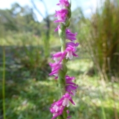 Spiranthes australis at Paddys River, ACT - suppressed